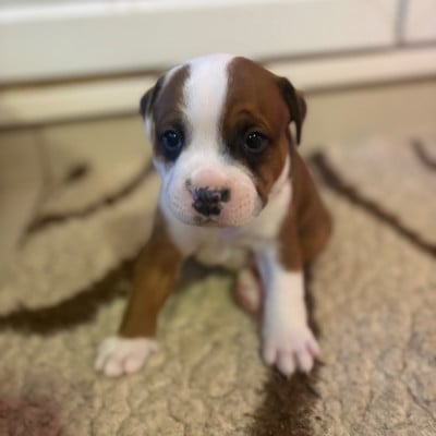 Les chiots de Staffordshire Bull Terrier