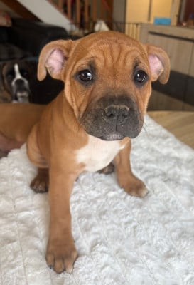 Les chiots de Staffordshire Bull Terrier
