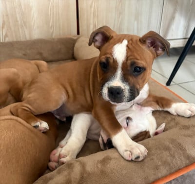 Les chiots de Staffordshire Bull Terrier