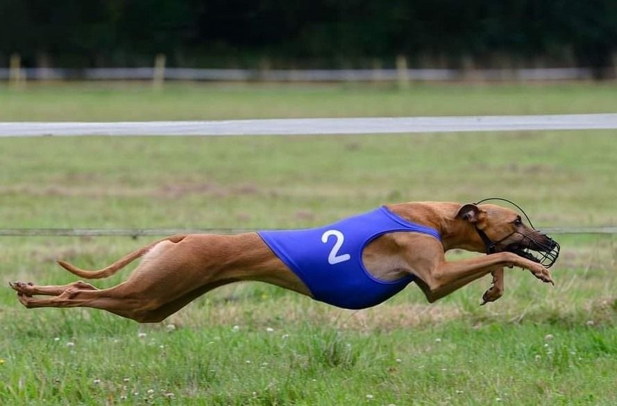CH. Rayon-de-lune De La Deesse Aux Bras Blancs