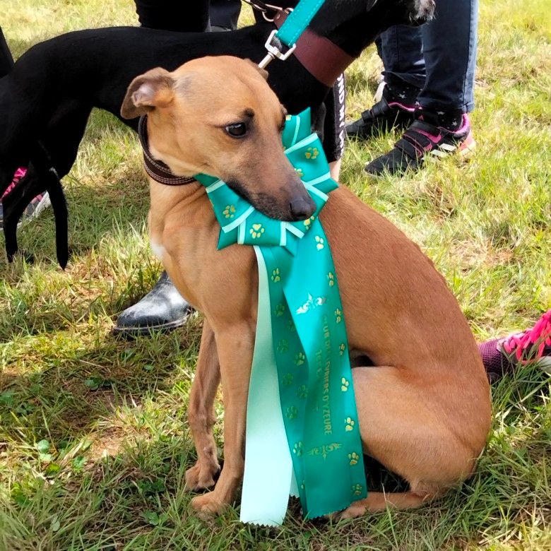 CH. Rayon-de-lune De La Deesse Aux Bras Blancs