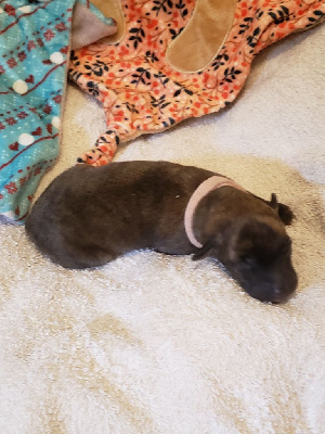 Les chiots de Whippet