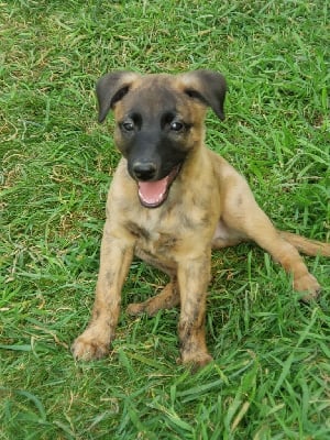 Les chiots de Whippet