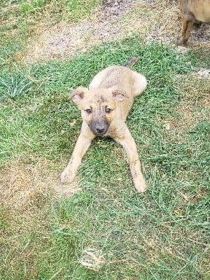Les chiots de Whippet