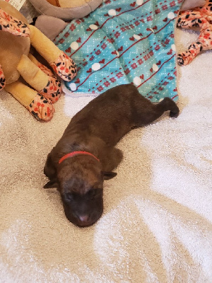 Les chiots de Whippet