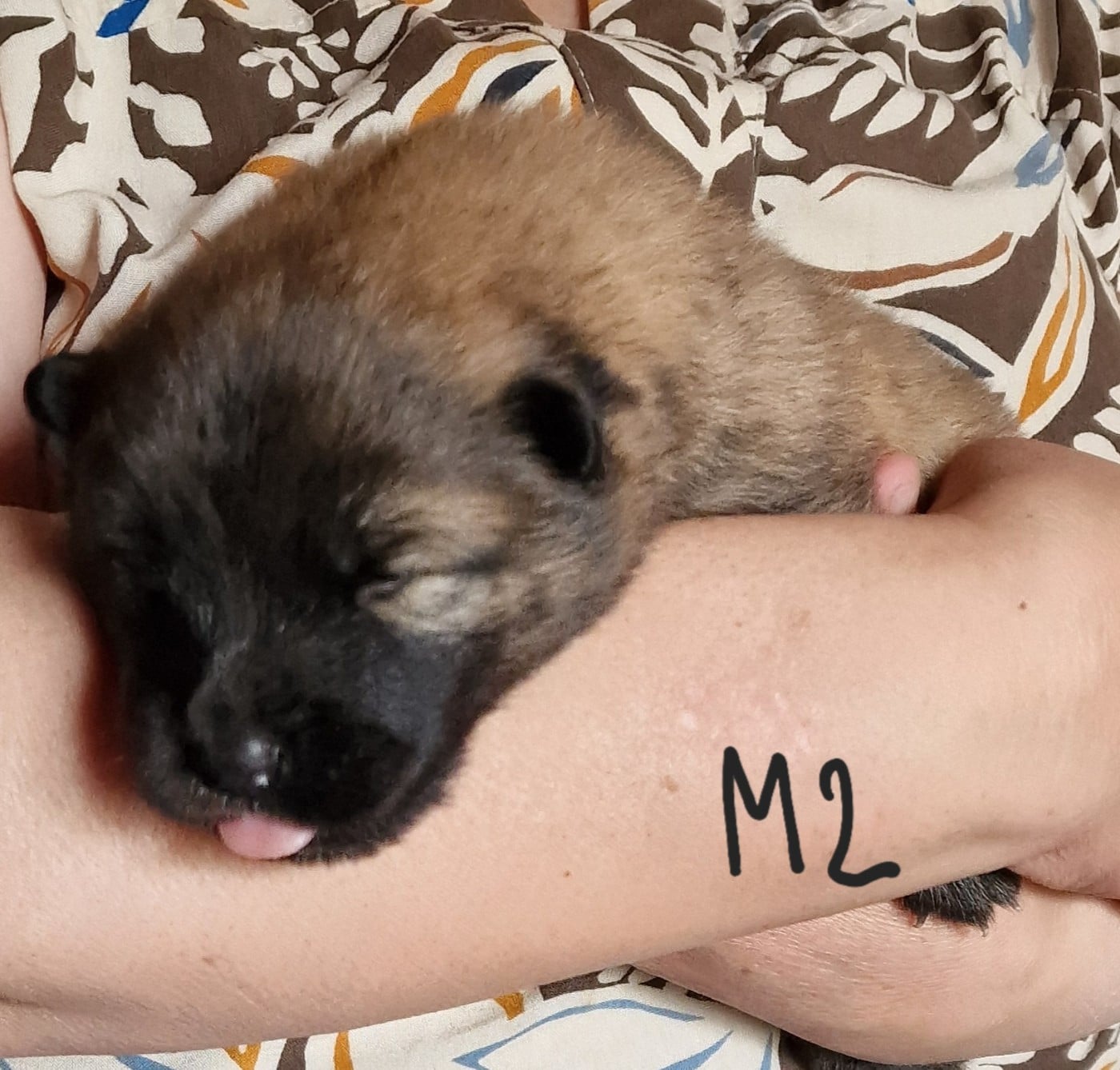 Eurasier - (Sans Affixe)