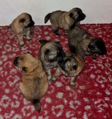 Les chiots de Eurasier