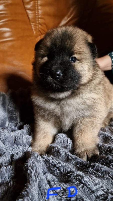 Eurasier - (Sans Affixe)