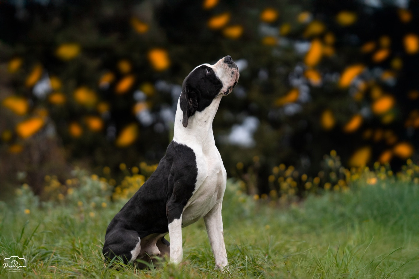 Ulk Des Terres Du Livradois