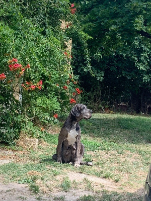 Étalon Dogue allemand - Shakyra Des Gardiens Des Vanneaux