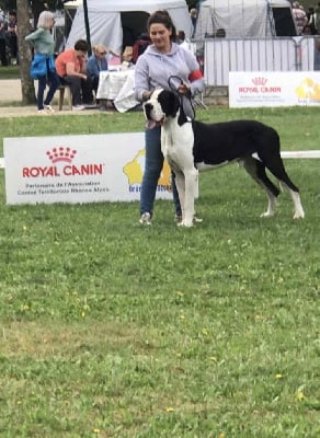 Étalon Dogue allemand - Ulk Des Terres Du Livradois