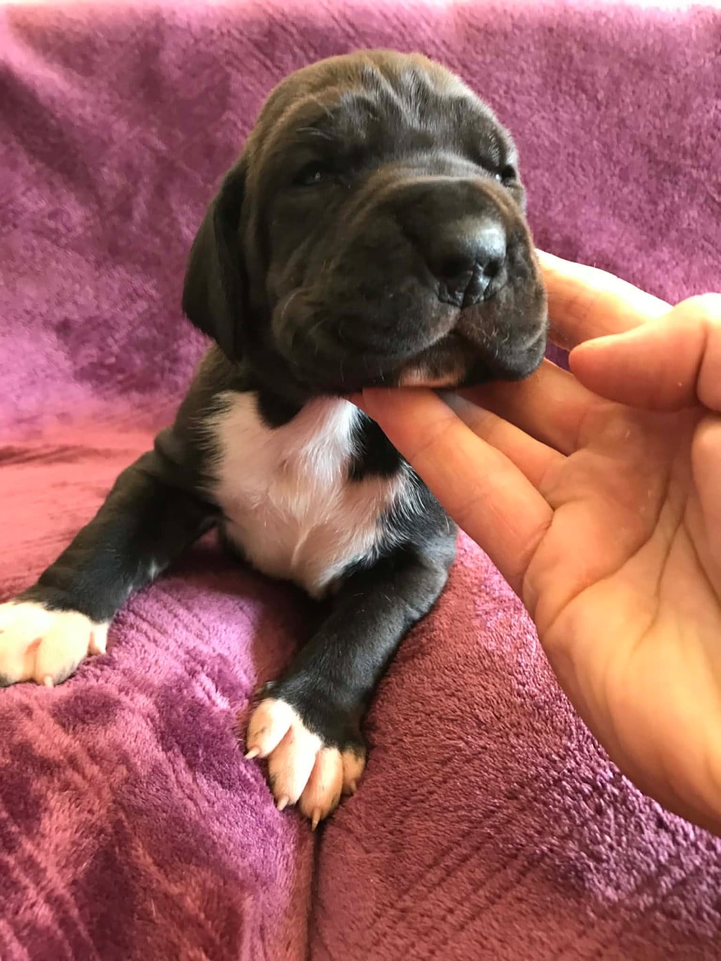 Dogue allemand - des Terres de Benji