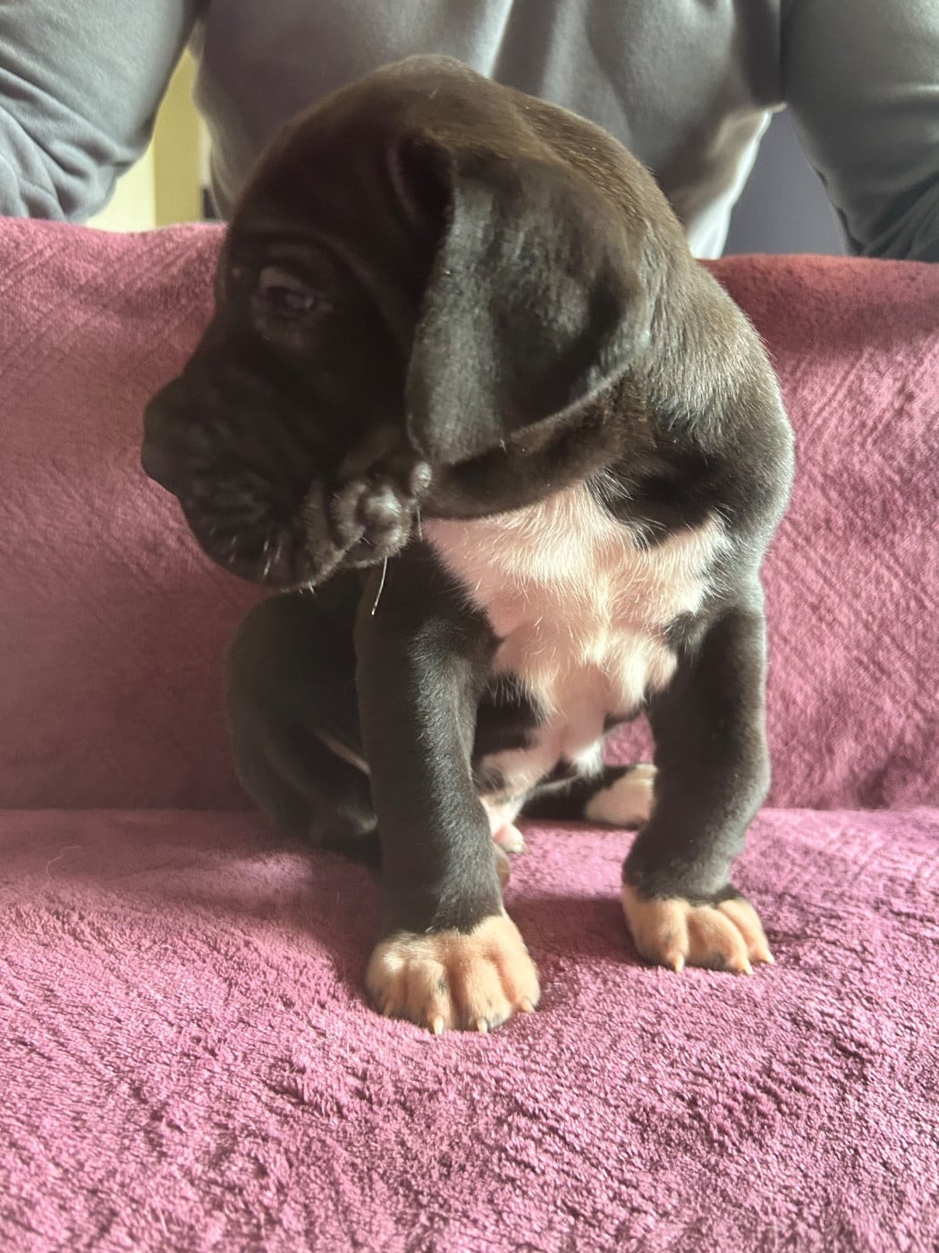 Dogue allemand - des Terres de Benji