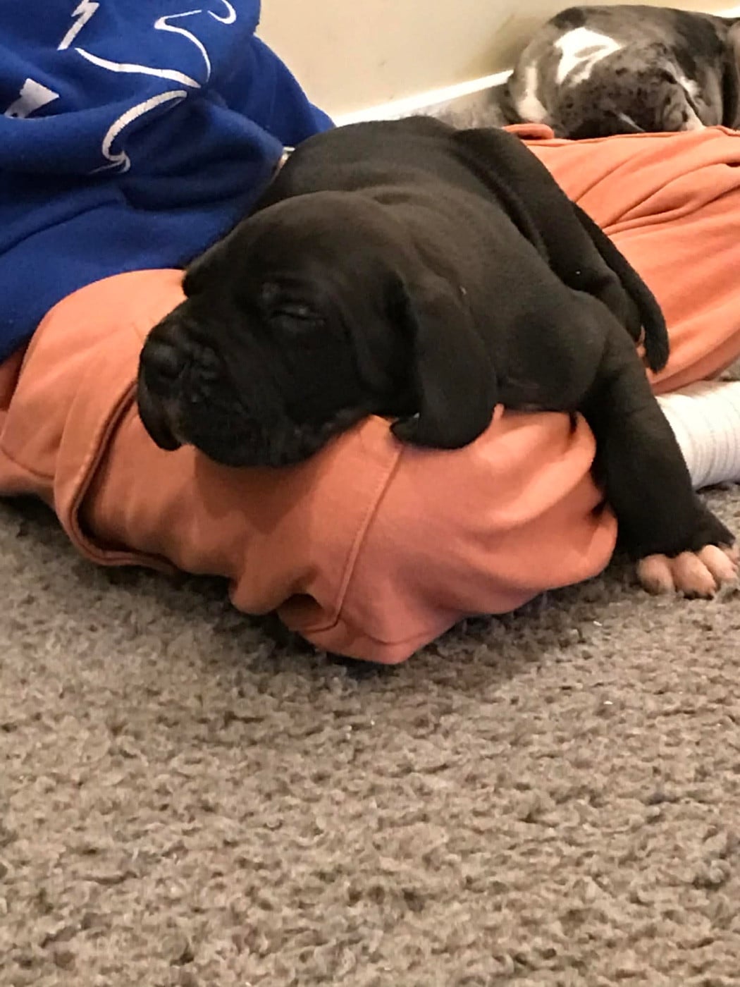 Dogue allemand - des Terres de Benji