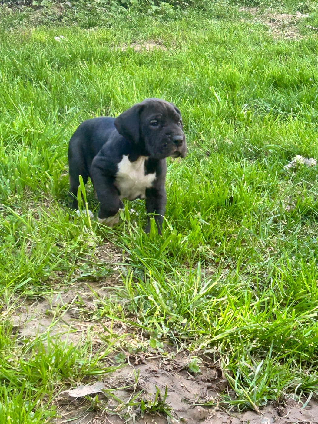 Dogue allemand - des Terres de Benji