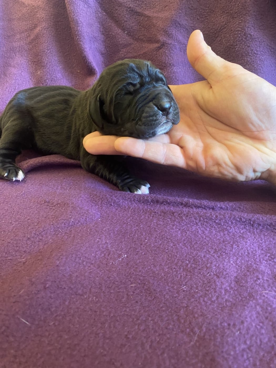 Chiot N°1 - Dogue allemand