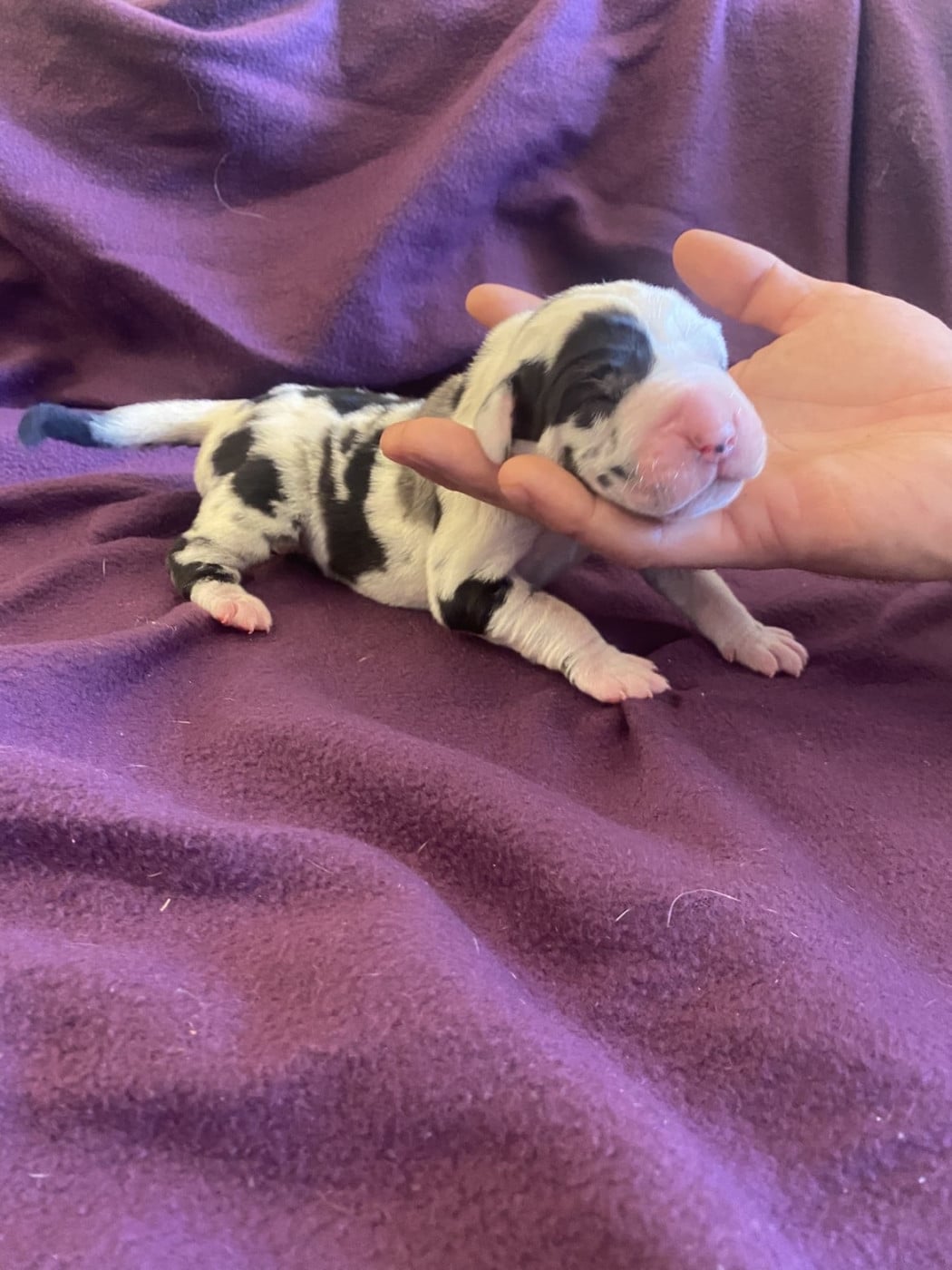 Chiot N°3 - Dogue allemand