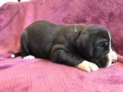 Les chiots de Dogue allemand