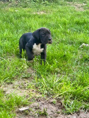 Les chiots de Dogue allemand