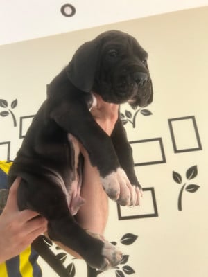 Les chiots de Dogue allemand