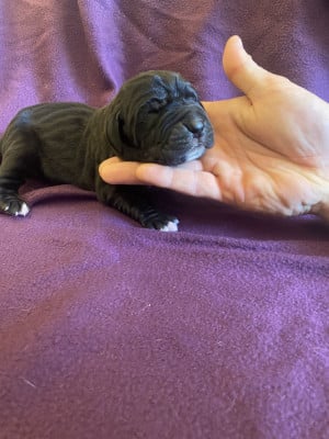 Les chiots de Dogue allemand