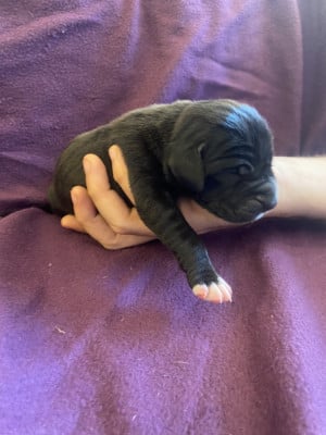 Les chiots de Dogue allemand