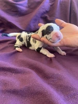 Les chiots de Dogue allemand