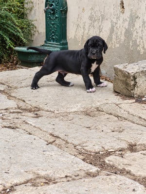 Les chiots de Dogue allemand