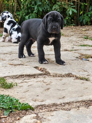 Les chiots de Dogue allemand