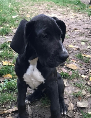 Les chiots de Dogue allemand