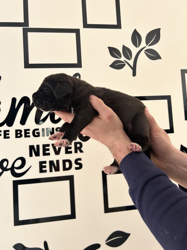 Dogue allemand - des Terres de Benji