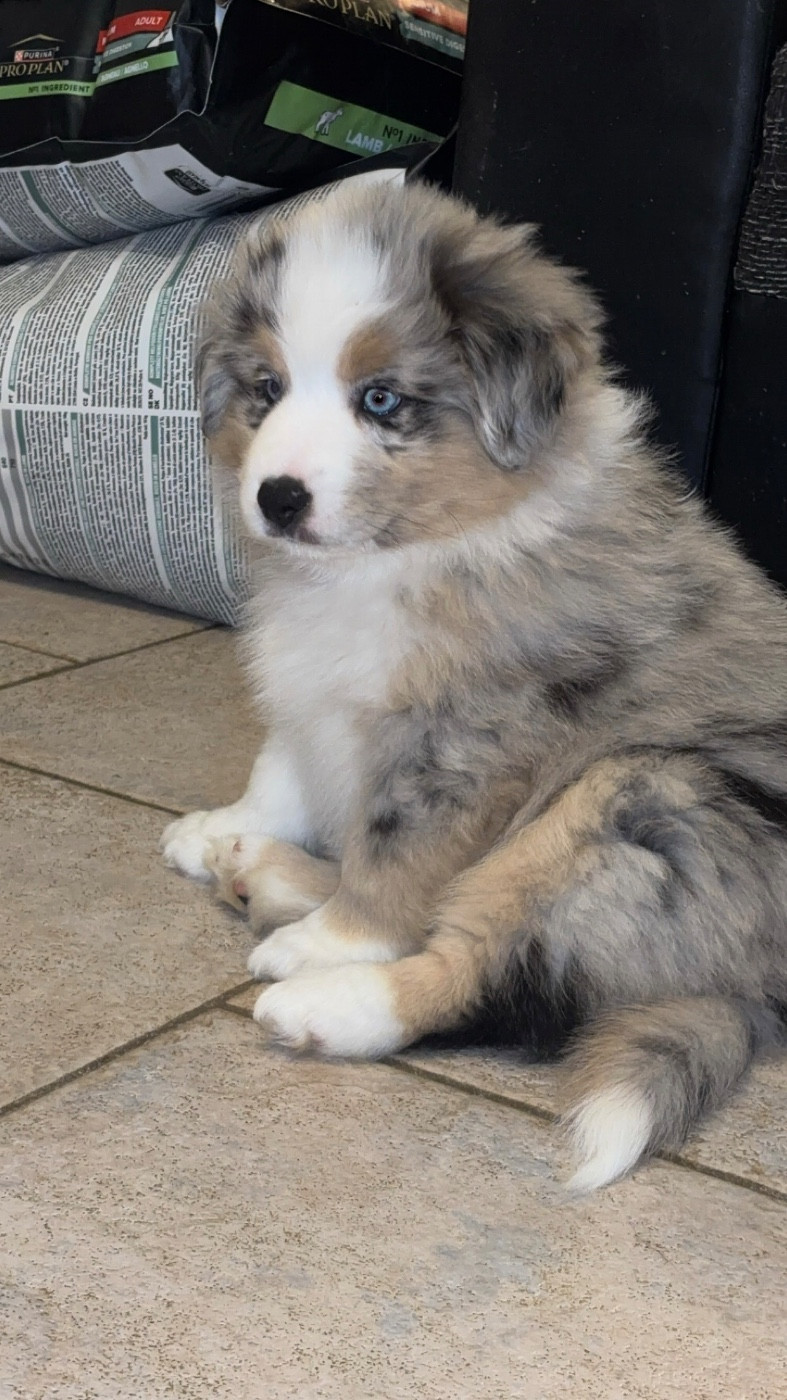 Athènes - Berger Américain Miniature 