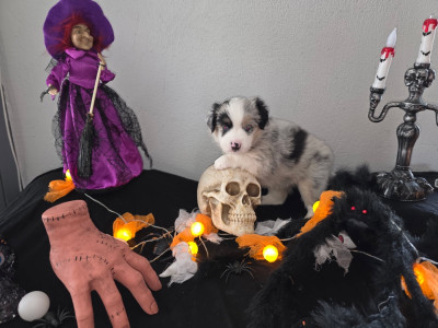 Les chiots de Berger Américain Miniature 