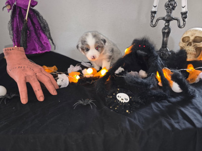 Les chiots de Berger Américain Miniature 