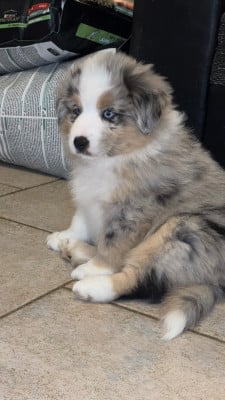 Les chiots de Berger Américain Miniature 