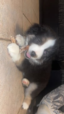 Les chiots de Berger Américain Miniature