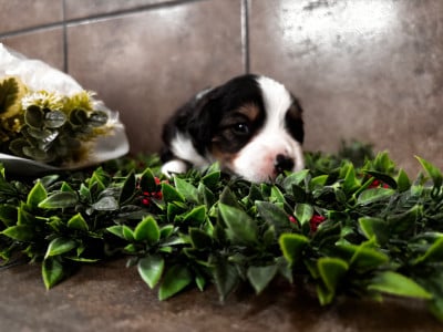 Les chiots de Berger Américain Miniature 