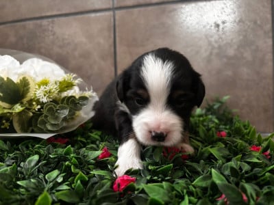 Les chiots de Berger Américain Miniature 