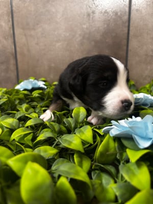Les chiots de Berger Américain Miniature 