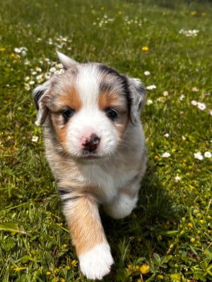 Les chiots de Berger Américain Miniature 