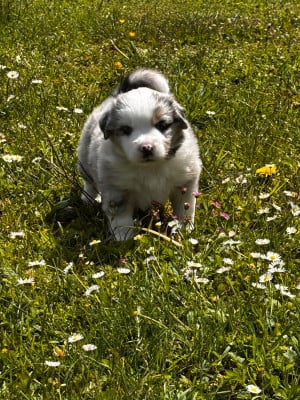 Les chiots de Berger Américain Miniature