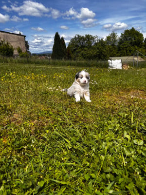 Les chiots de Berger Américain Miniature