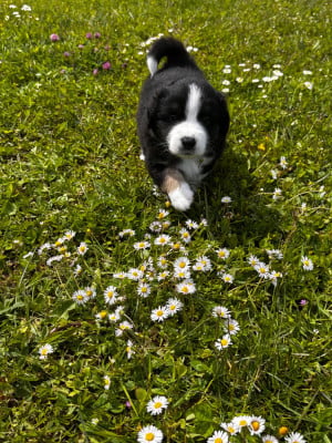 Les chiots de Berger Américain Miniature