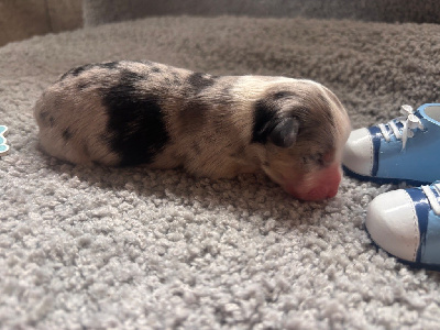 Les chiots de Berger Américain Miniature 