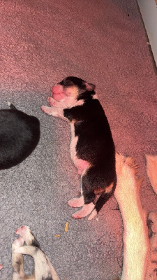 Les chiots de Berger Américain Miniature 