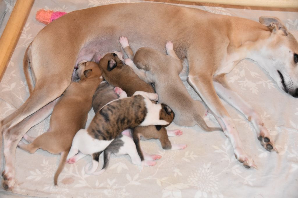 Whippet - Du Clos Des Elégantes