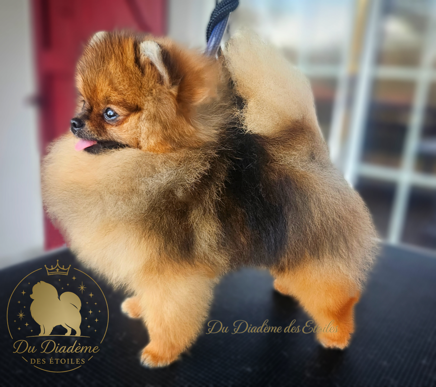 ac dynasty Jp show scene