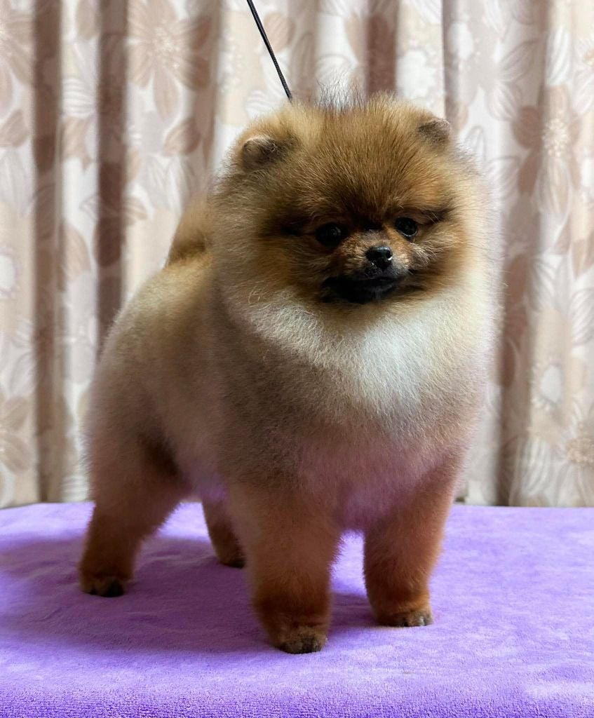 ac dynasty Jp show scene