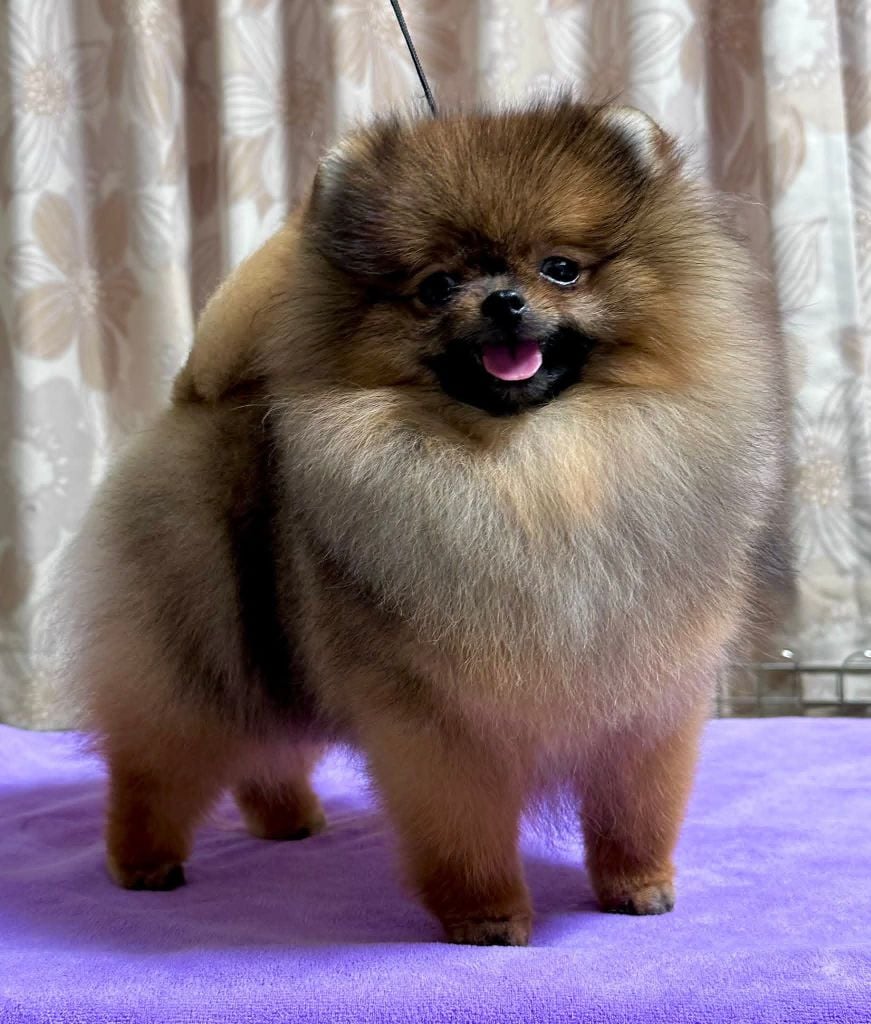 ac dynasty Jp show scene