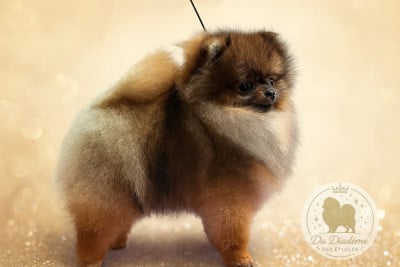 Du Diademe Des Etoiles